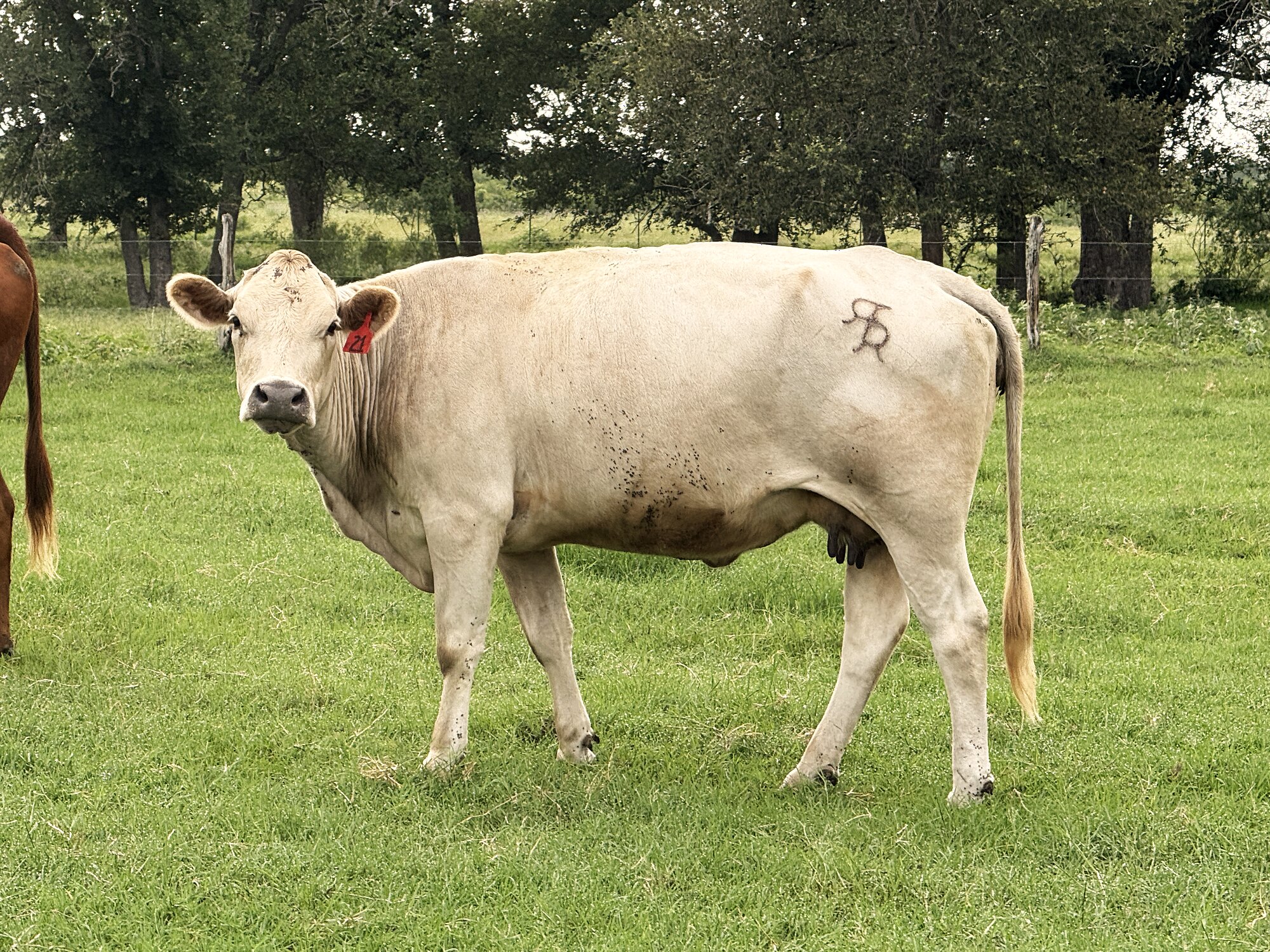 A cow on the Vaughan Family Ranch, marked with the RR brand