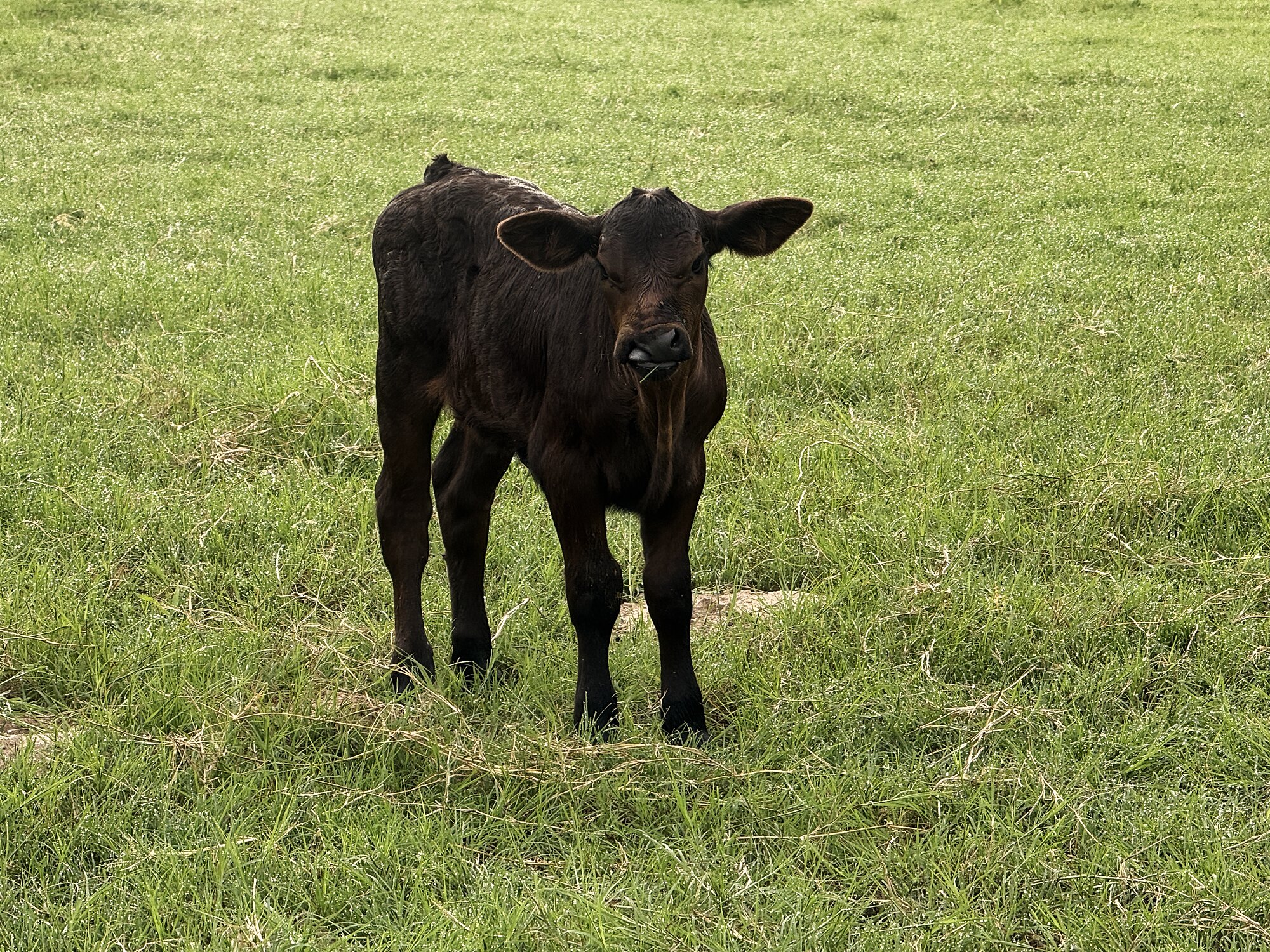 A calf in the pasture at Redemption Ranch